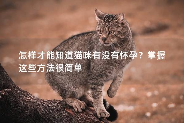 怎样才能知道猫咪有没有怀孕？掌握这些方法很简单