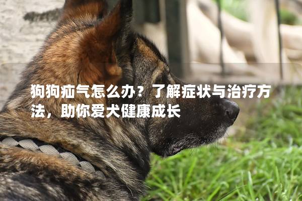 狗狗疝气怎么办？了解症状与治疗方法，助你爱犬健康成长