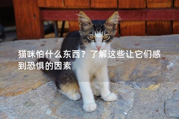 猫咪怕什么东西？了解这些让它们感到恐惧的因素