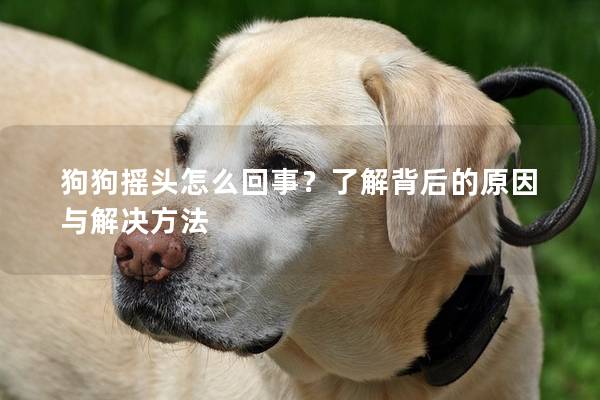 狗狗摇头怎么回事？了解背后的原因与解决方法