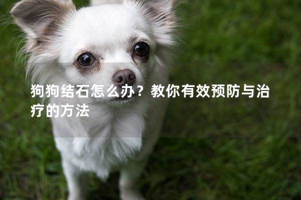 狗狗结石怎么办？教你有效预防与治疗的方法