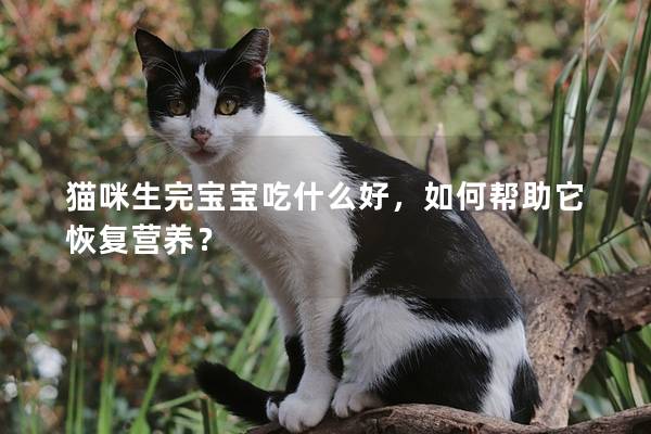 猫咪生完宝宝吃什么好，如何帮助它恢复营养？