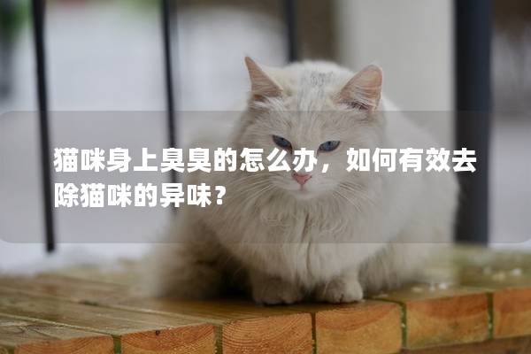 猫咪身上臭臭的怎么办，如何有效去除猫咪的异味？