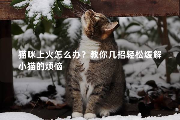 猫咪上火怎么办？教你几招轻松缓解小猫的烦恼