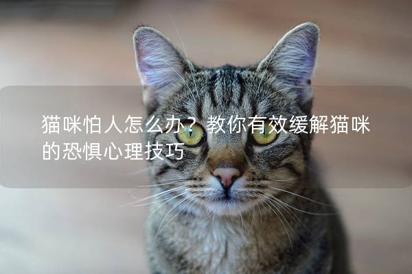 猫咪怕人怎么办？教你有效缓解猫咪的恐惧心理技巧