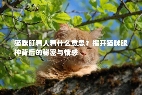 猫咪盯着人看什么意思？揭开猫咪眼神背后的秘密与情感