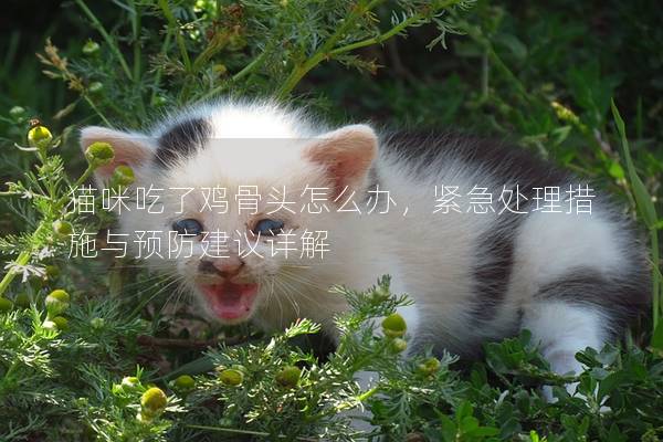 猫咪吃了鸡骨头怎么办，紧急处理措施与预防建议详解