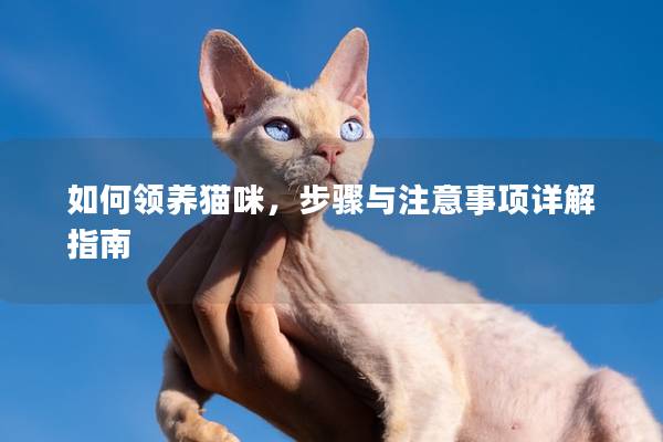 如何领养猫咪，步骤与注意事项详解指南