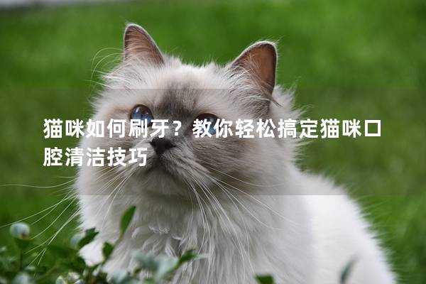 猫咪如何刷牙？教你轻松搞定猫咪口腔清洁技巧