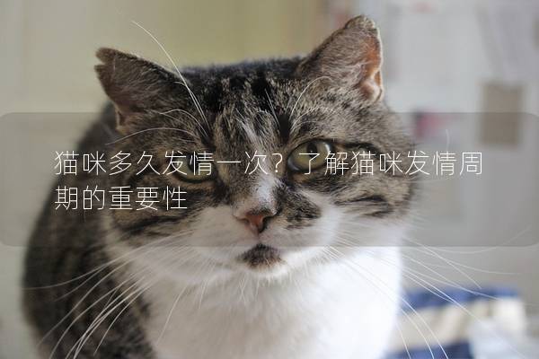 猫咪多久发情一次？了解猫咪发情周期的重要性