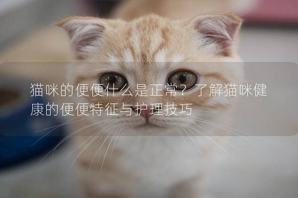 猫咪的便便什么是正常？了解猫咪健康的便便特征与护理技巧