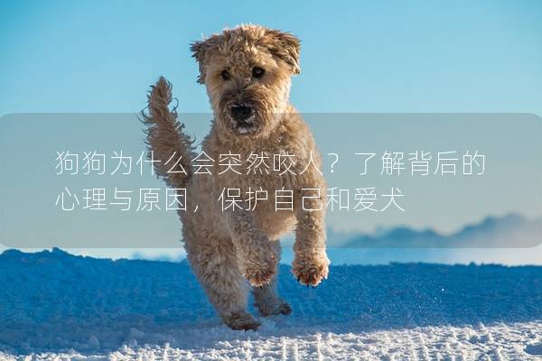 狗狗为什么会突然咬人？了解背后的心理与原因，保护自己和爱犬