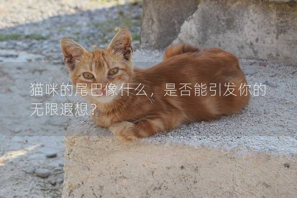 猫咪的尾巴像什么，是否能引发你的无限遐想？