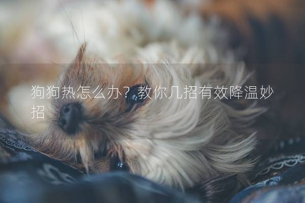 狗狗热怎么办？教你几招有效降温妙招