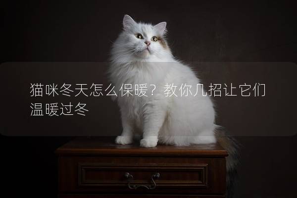 猫咪冬天怎么保暖？教你几招让它们温暖过冬