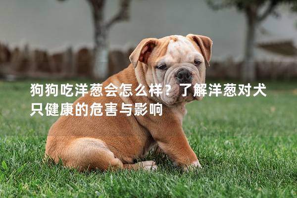 狗狗吃洋葱会怎么样？了解洋葱对犬只健康的危害与影响