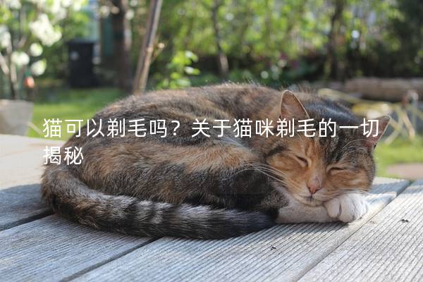 猫可以剃毛吗？关于猫咪剃毛的一切揭秘