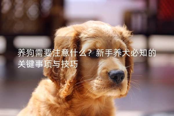 养狗需要注意什么？新手养犬必知的关键事项与技巧