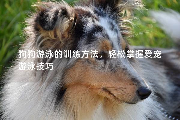 狗狗游泳的训练方法，轻松掌握爱宠游泳技巧