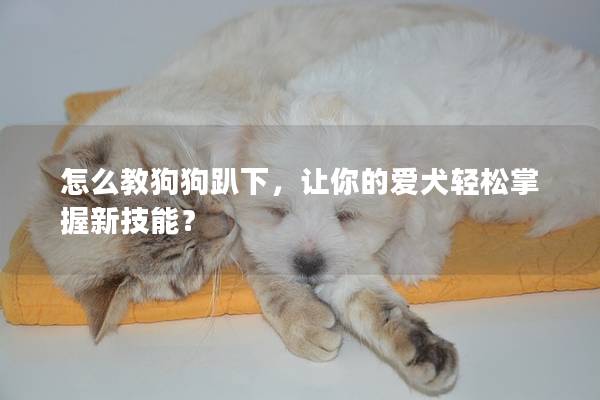 怎么教狗狗趴下，让你的爱犬轻松掌握新技能？