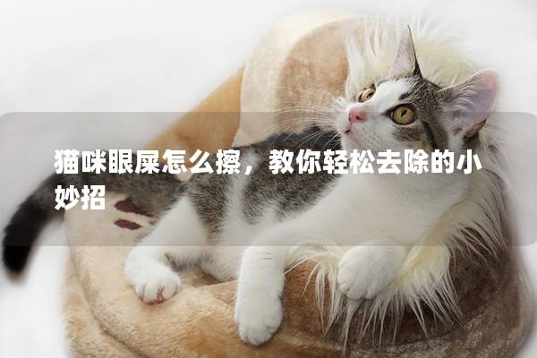 猫咪眼屎怎么擦，教你轻松去除的小妙招