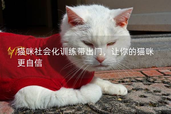 猫咪社会化训练带出门，让你的猫咪更自信