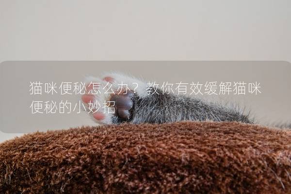 猫咪便秘怎么办？教你有效缓解猫咪便秘的小妙招