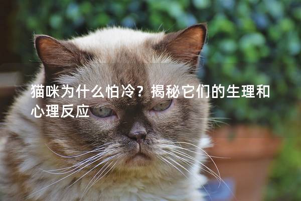 猫咪为什么怕冷？揭秘它们的生理和心理反应