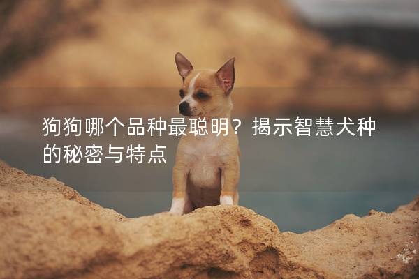 狗狗哪个品种最聪明？揭示智慧犬种的秘密与特点