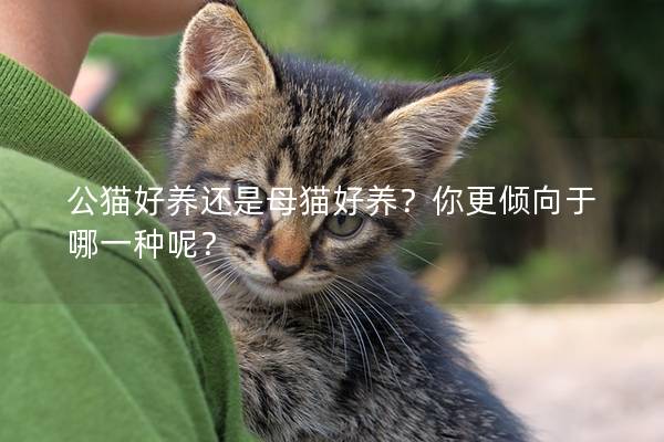 公猫好养还是母猫好养？你更倾向于哪一种呢？