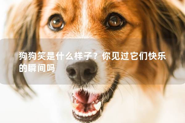 狗狗笑是什么样子？你见过它们快乐的瞬间吗