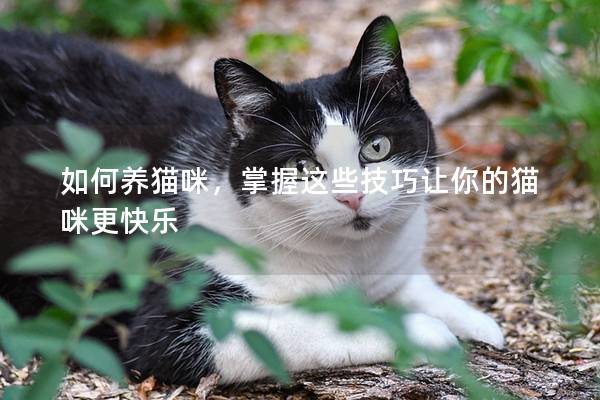 如何养猫咪，掌握这些技巧让你的猫咪更快乐