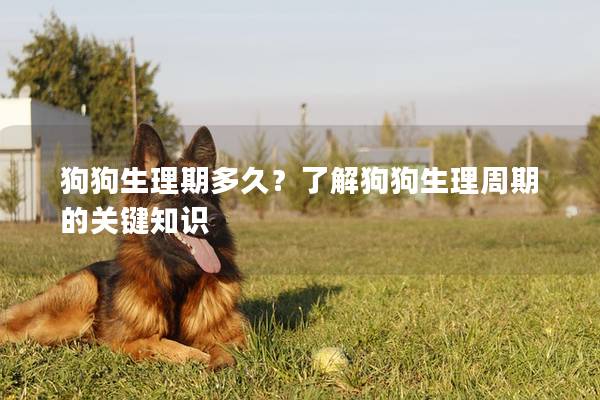 狗狗生理期多久？了解狗狗生理周期的关键知识