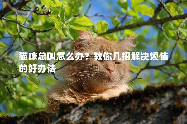 猫咪总叫怎么办？教你几招解决烦恼的好办法