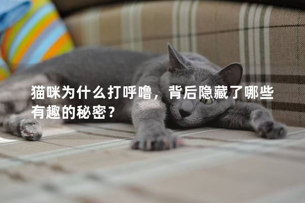 猫咪为什么打呼噜，背后隐藏了哪些有趣的秘密？