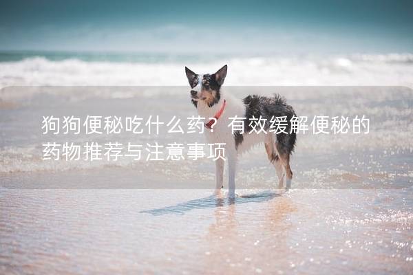 狗狗便秘吃什么药？有效缓解便秘的药物推荐与注意事项