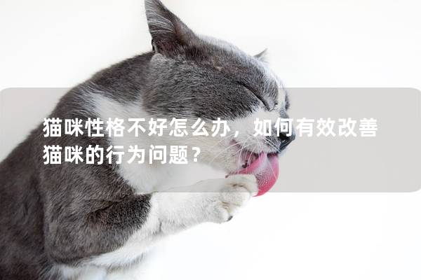 猫咪性格不好怎么办，如何有效改善猫咪的行为问题？