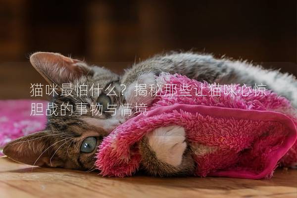 猫咪最怕什么？揭秘那些让猫咪心惊胆战的事物与情境