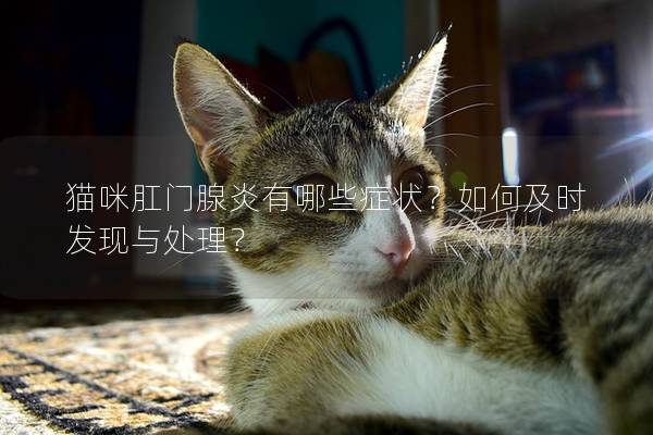 猫咪肛门腺炎有哪些症状？如何及时发现与处理？