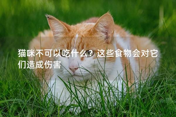 猫咪不可以吃什么？这些食物会对它们造成伤害