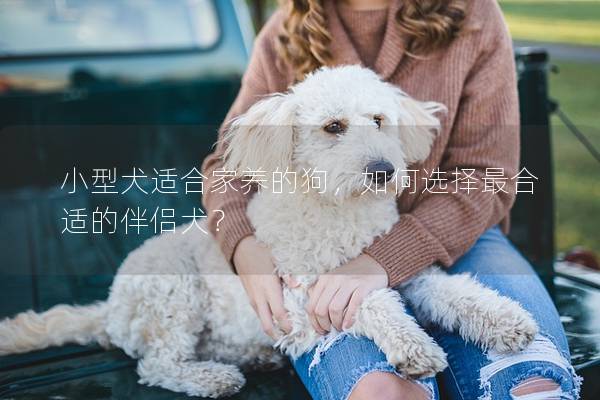 小型犬适合家养的狗，如何选择最合适的伴侣犬？