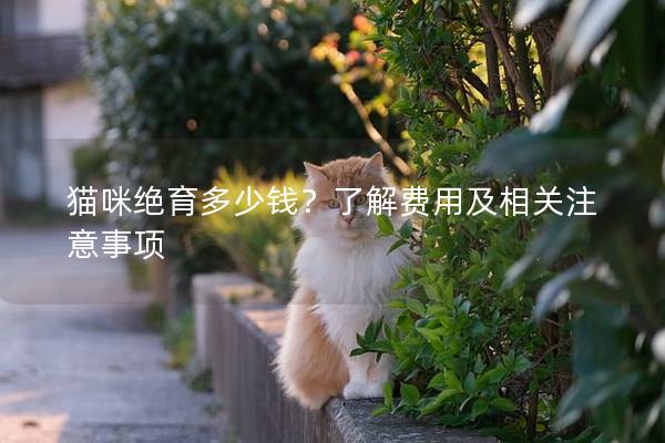 猫咪绝育多少钱？了解费用及相关注意事项