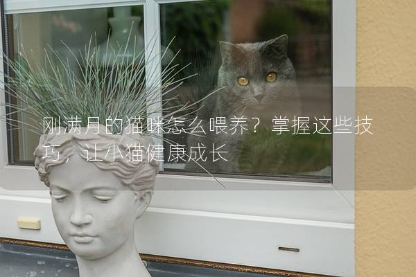 刚满月的猫咪怎么喂养？掌握这些技巧，让小猫健康成长