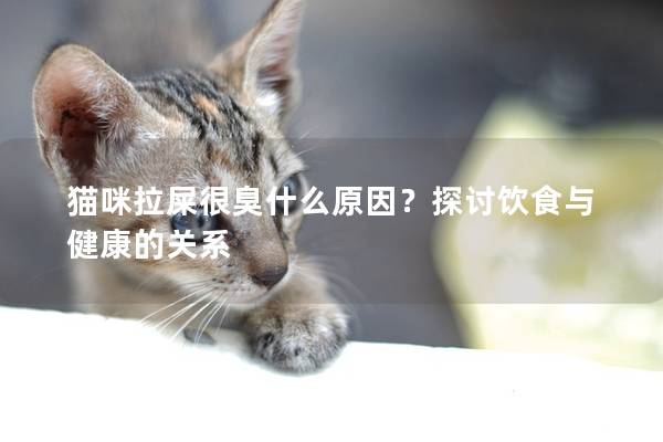 猫咪拉屎很臭什么原因？探讨饮食与健康的关系