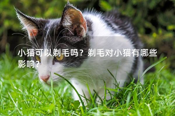 小猫可以剃毛吗？剃毛对小猫有哪些影响？