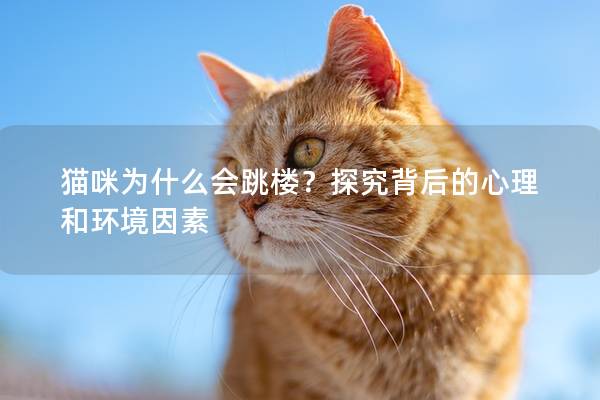 猫咪为什么会跳楼？探究背后的心理和环境因素