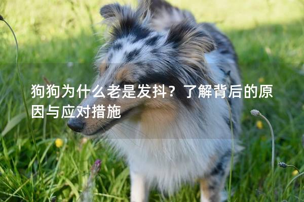 狗狗为什么老是发抖？了解背后的原因与应对措施