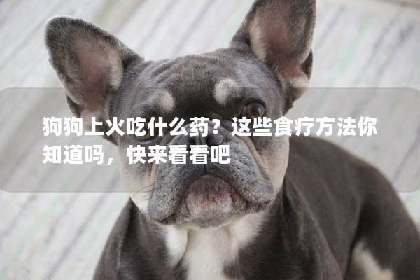 狗狗上火吃什么药？这些食疗方法你知道吗，快来看看吧