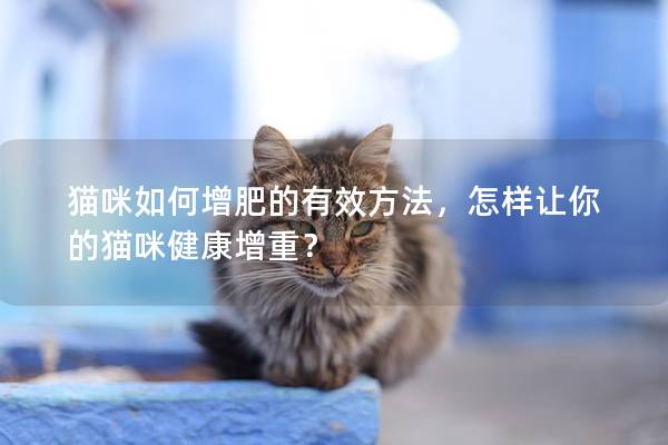 猫咪如何增肥的有效方法，怎样让你的猫咪健康增重？