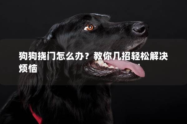 狗狗挠门怎么办？教你几招轻松解决烦恼